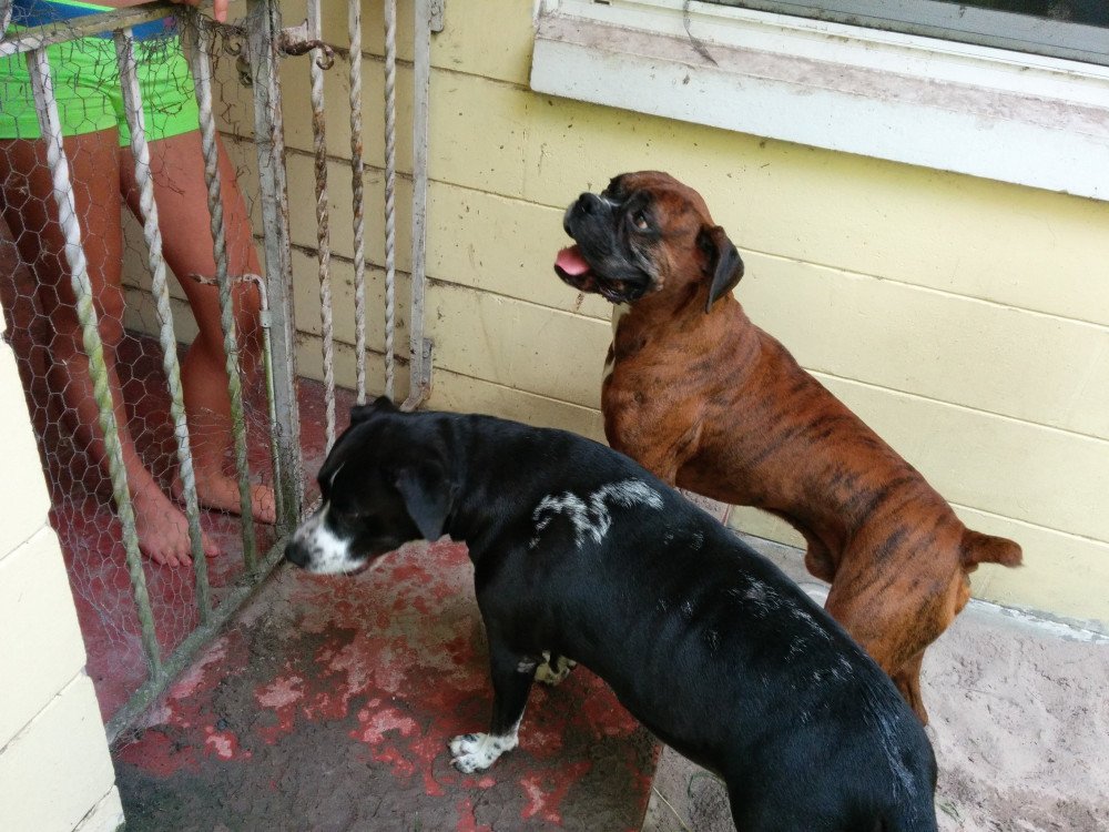 Reunited Female Dog (Black and White, Lab/Pit Mix)