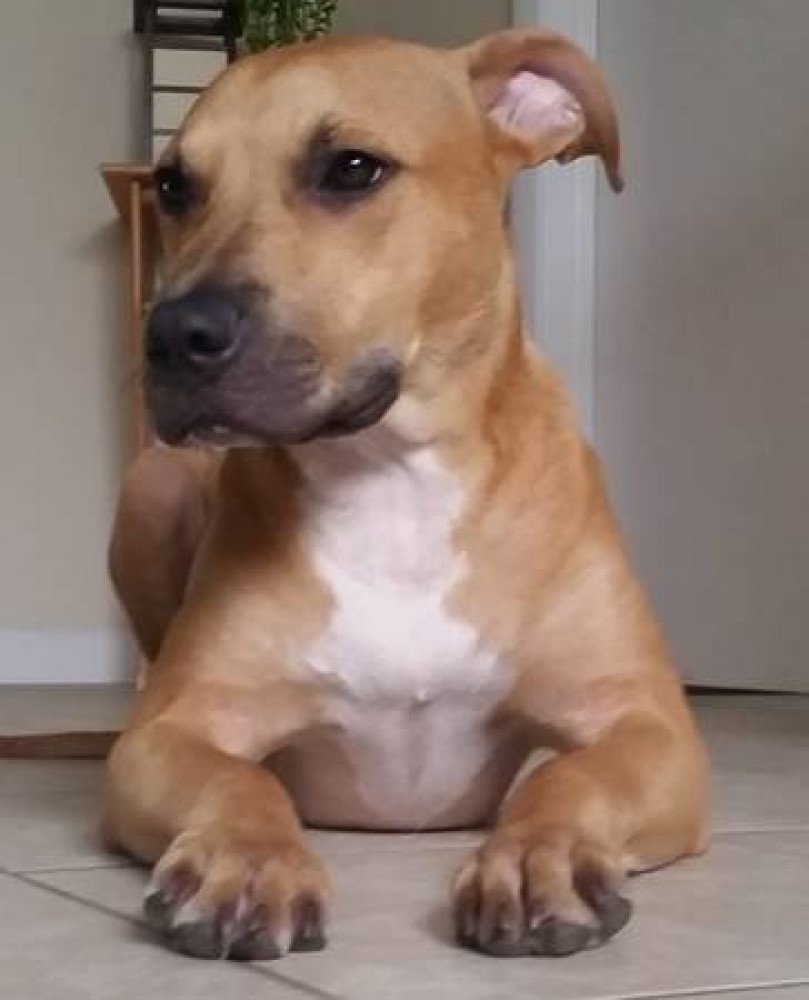 Reunited Male Dog (Tan, mix)