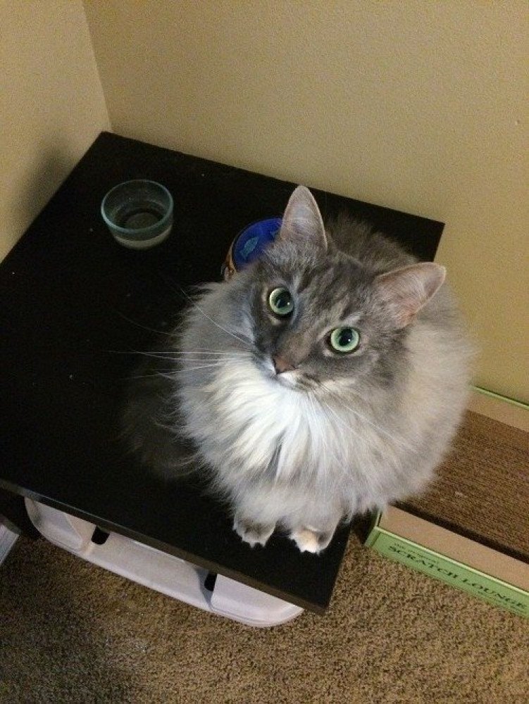 Reunited Male Cat (Grey, Maine Coon - like)