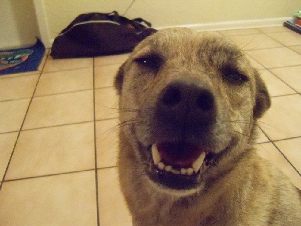 Reunited Female Dog (Brindle, Mutt-dingo mix)