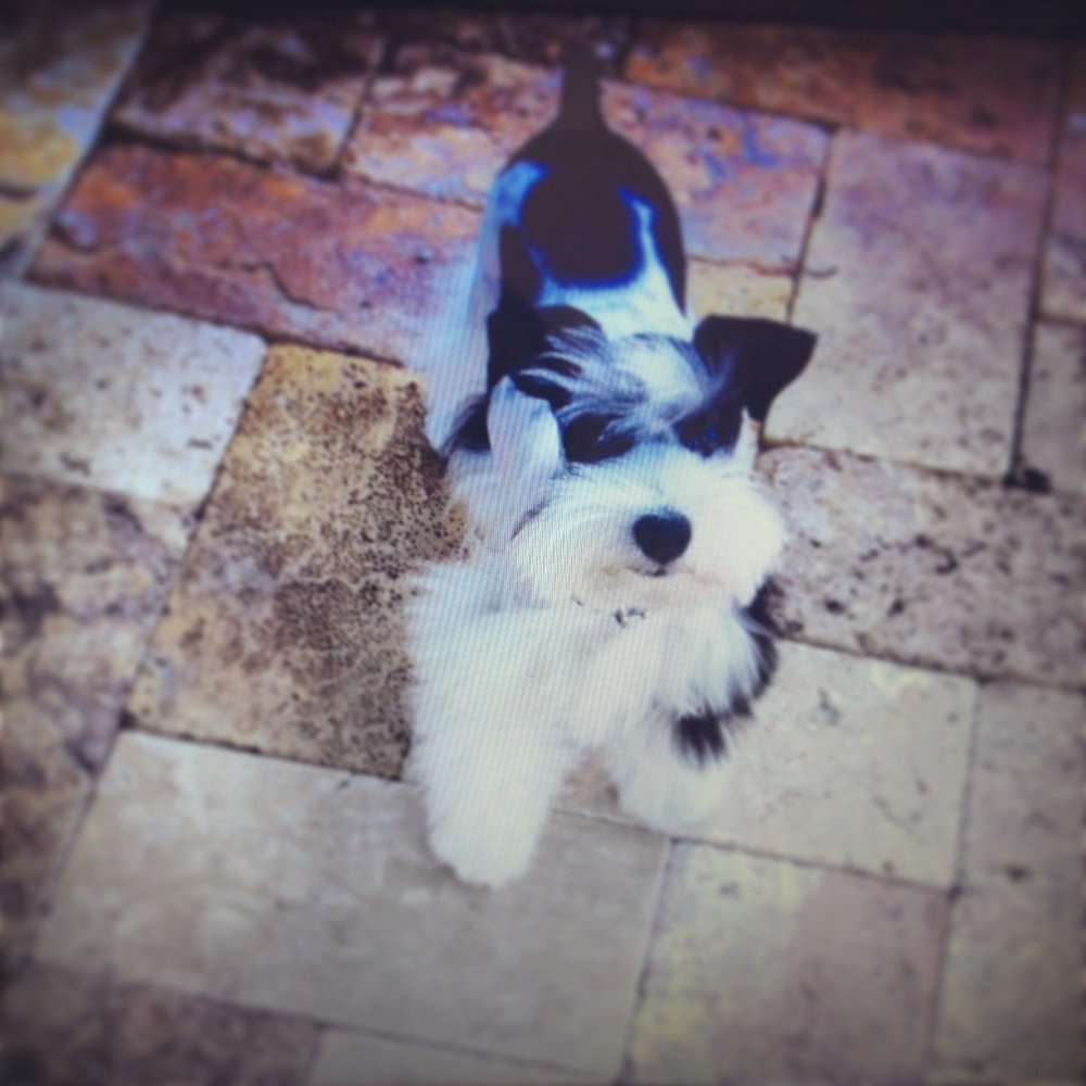 Reunited Male Dog (Black and white spotted, Miniature schnauzer)