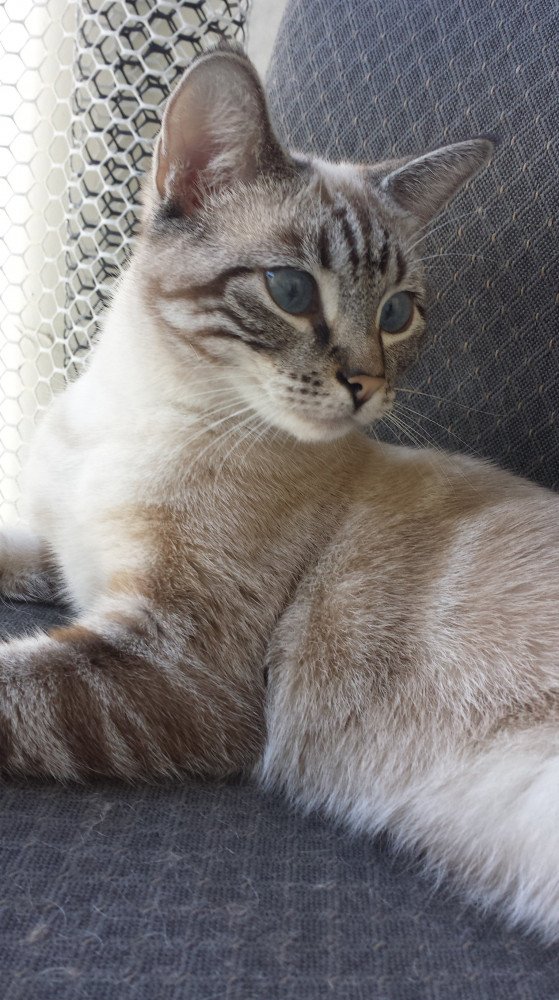Reunited Female Cat (White/Grey, Siamese Mix)