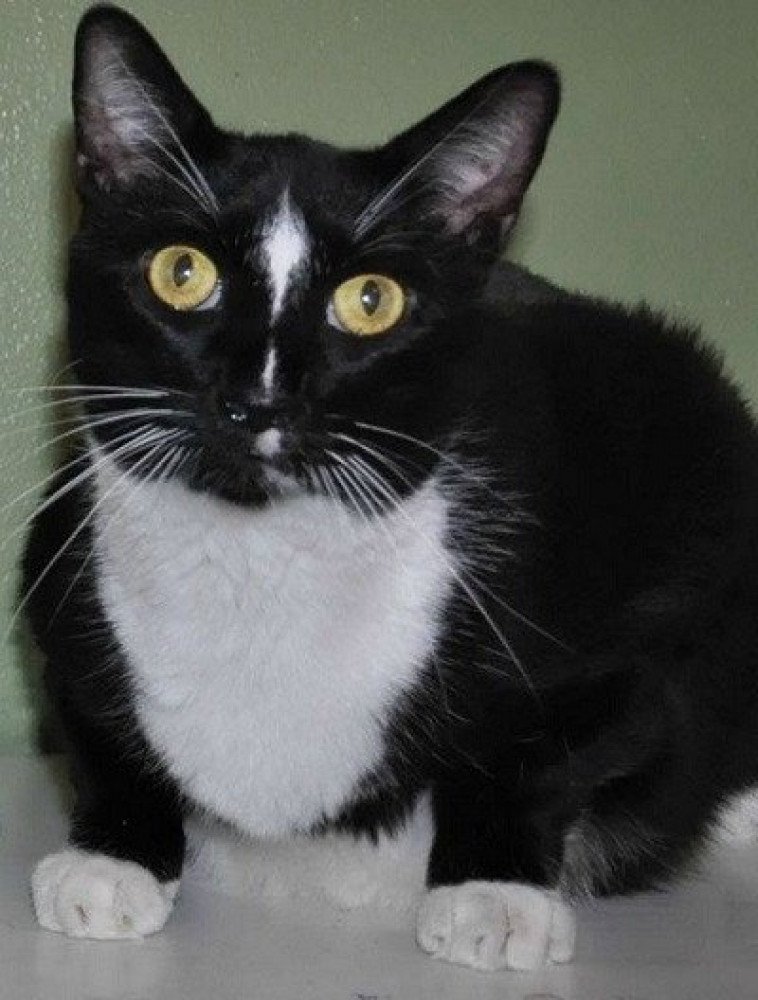 Reunited Male Cat (Black and White, Tuxedo)