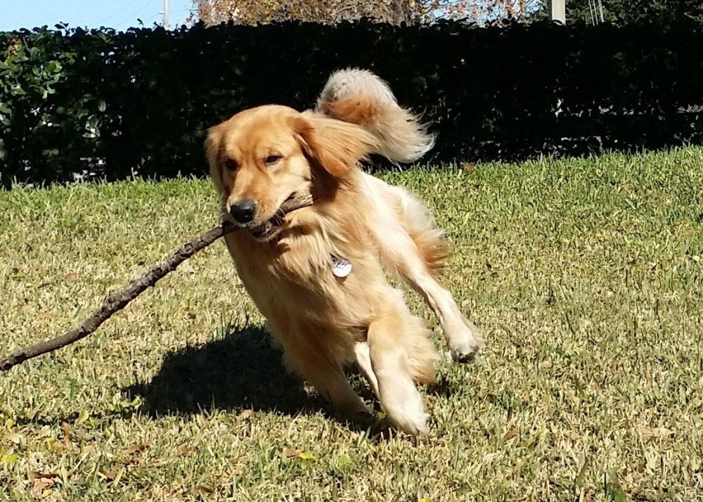 Reunited Male Dog (Long Light Gold, Golden Retriever)