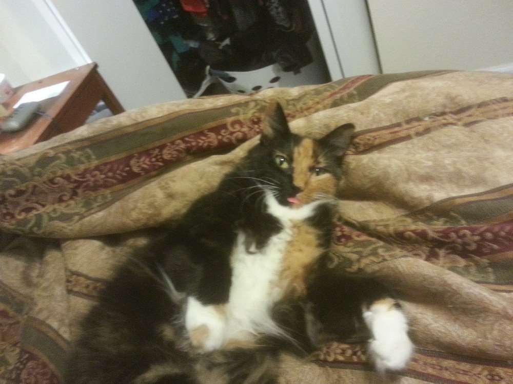 Reunited Female Cat (Calico (half orange/black face and white belly), Calico)