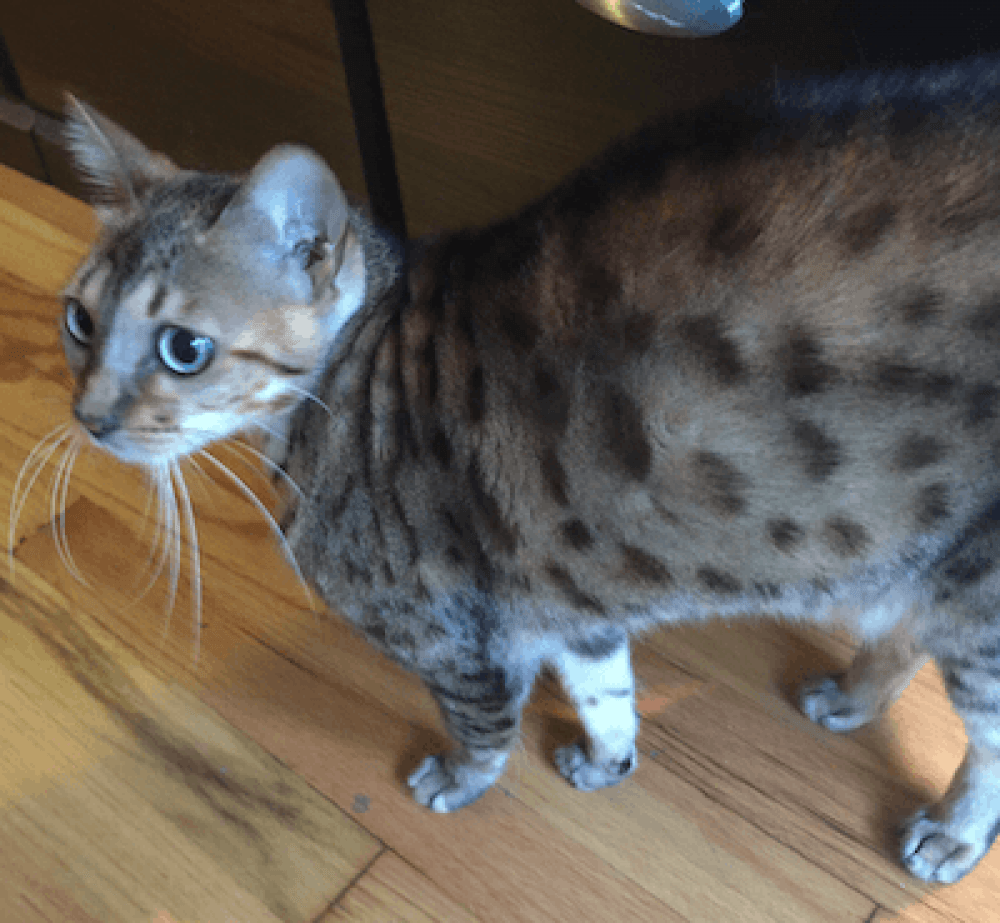 Reunited Male Cat (Brown, Bengal?)