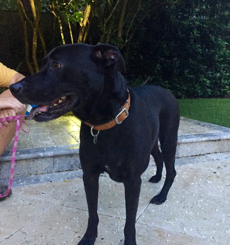 Reunited Male Dog (black, lab/chow?)