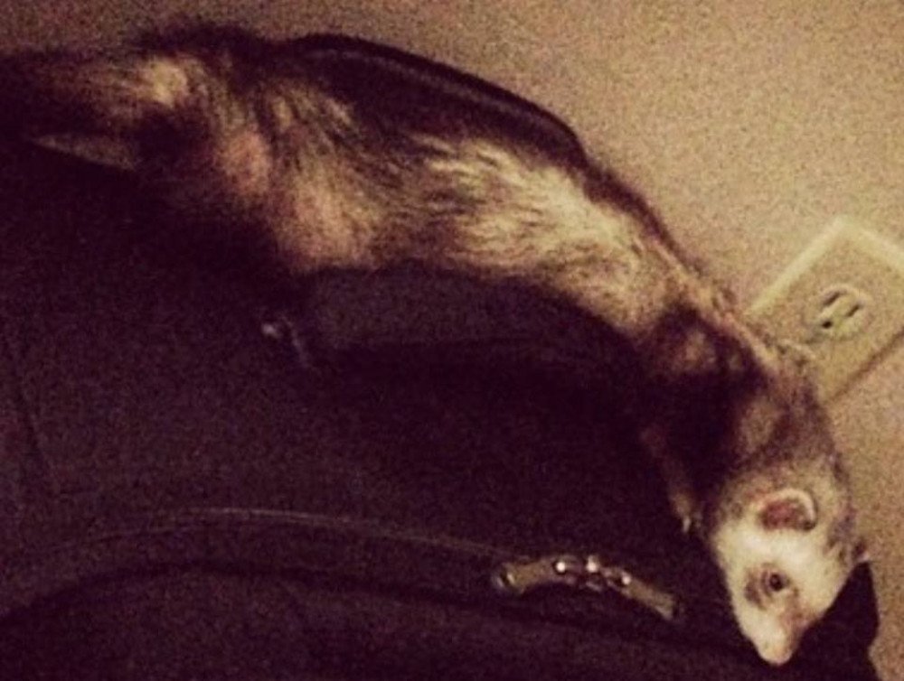 Reunited Female Other Pet (Light brown/white, Ferret)