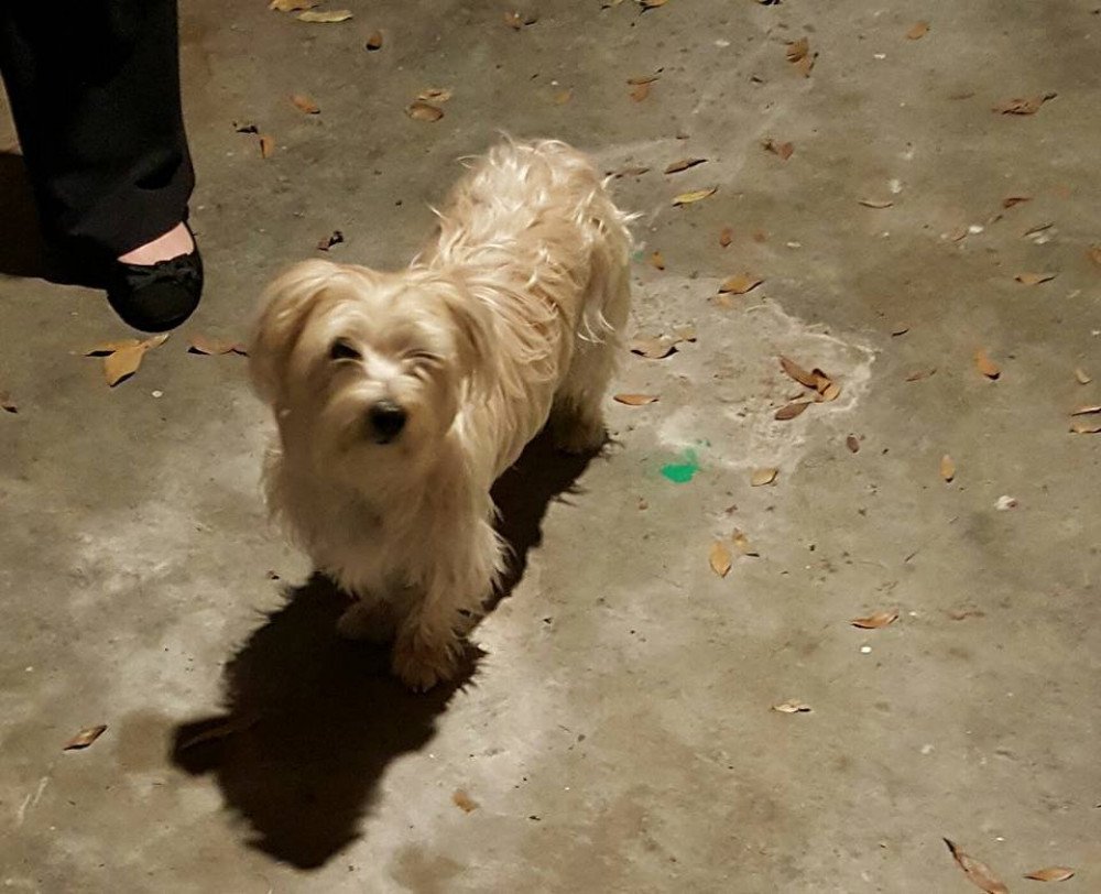 Reunited Male Dog (white, Matese)
