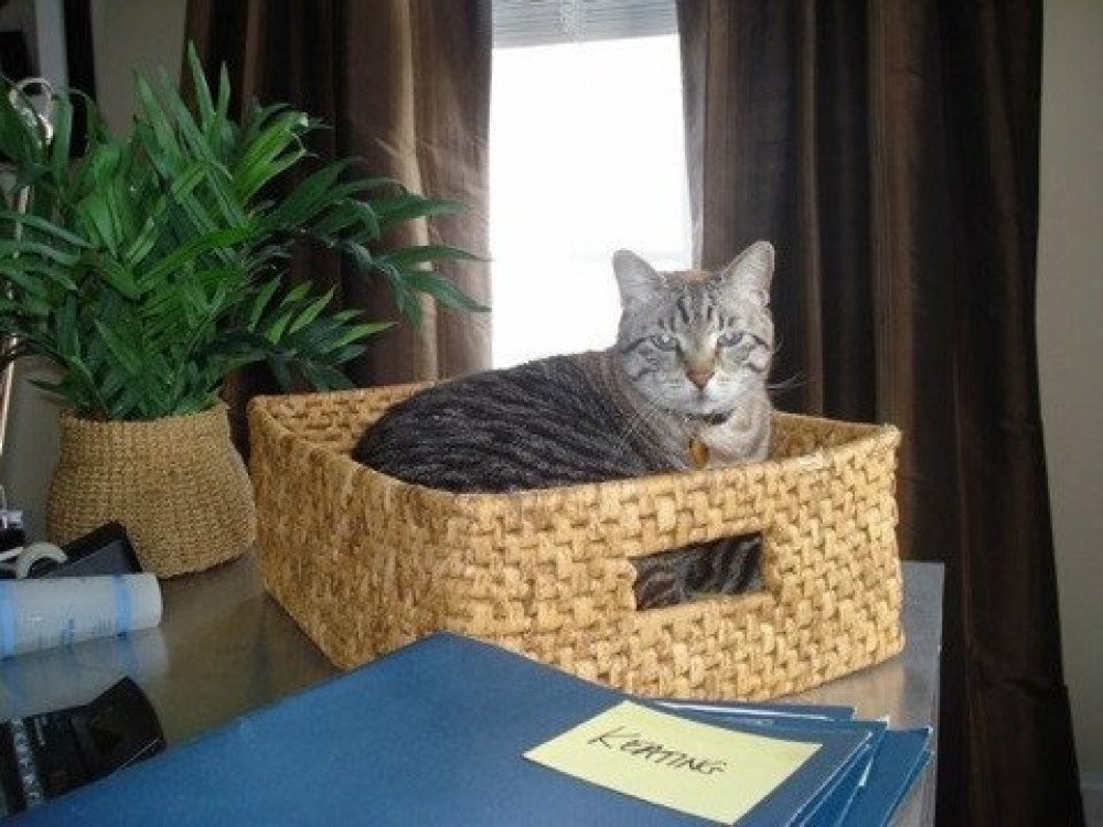Reunited Male Cat (Gray/White/Black/Brown, Mix)