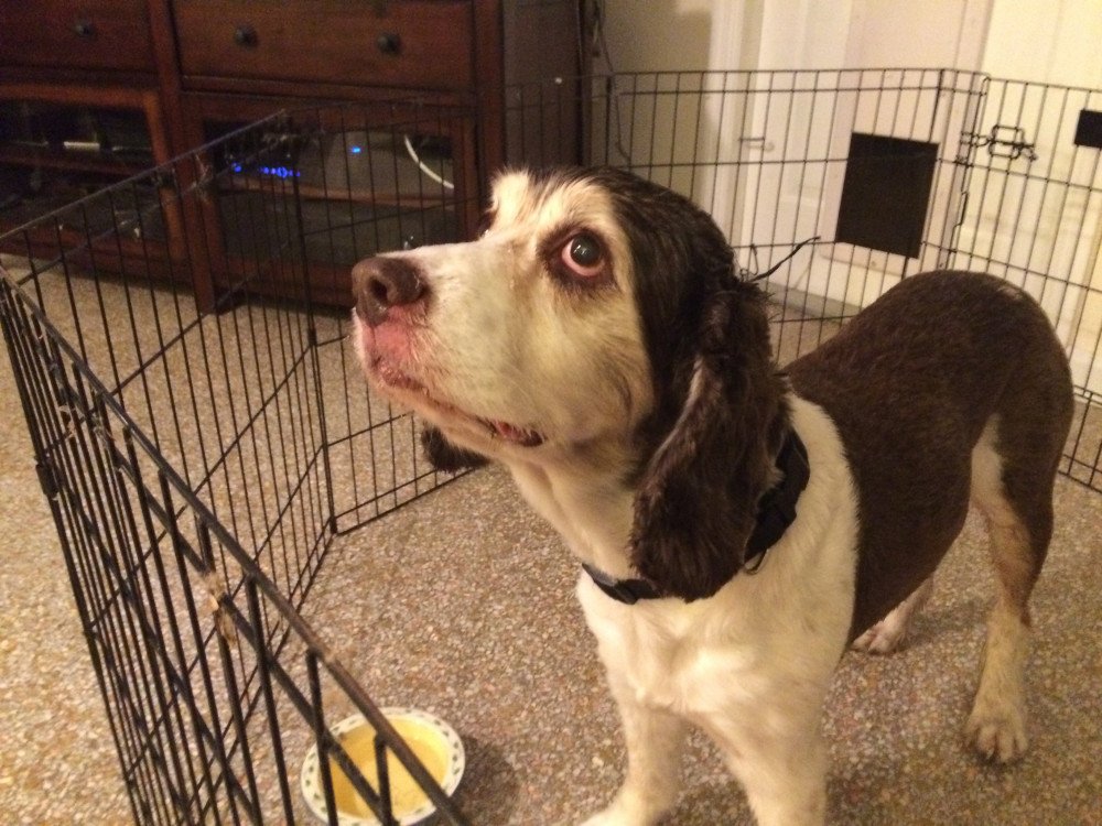 Reunited Male Dog (Brown and white, Spaniel/spaniel mix)