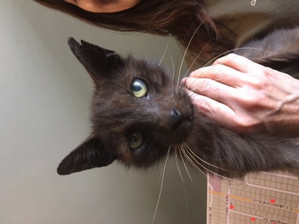 Reunited Male Cat (Black, Black Cat)