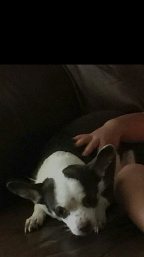 Reunited Female Dog (White/brown, Chihuahua )