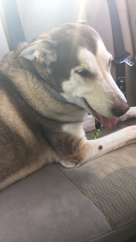 Reunited Male Dog (Cream/Brown, Husky)
