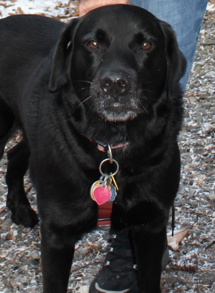 Reunited Male Dog (Black, Lab)
