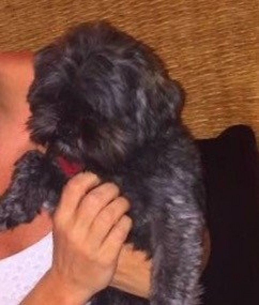 Reunited Male Dog (Brown, Shih Tzu)