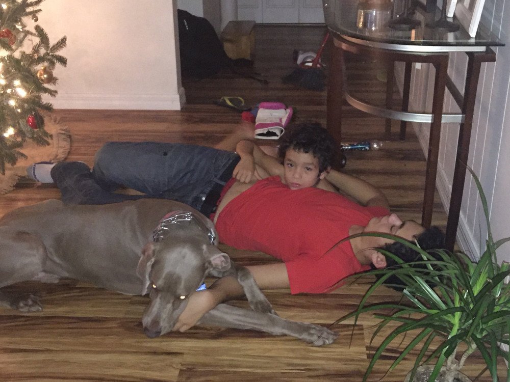 Reunited Male Dog (Grey, weimaraner)