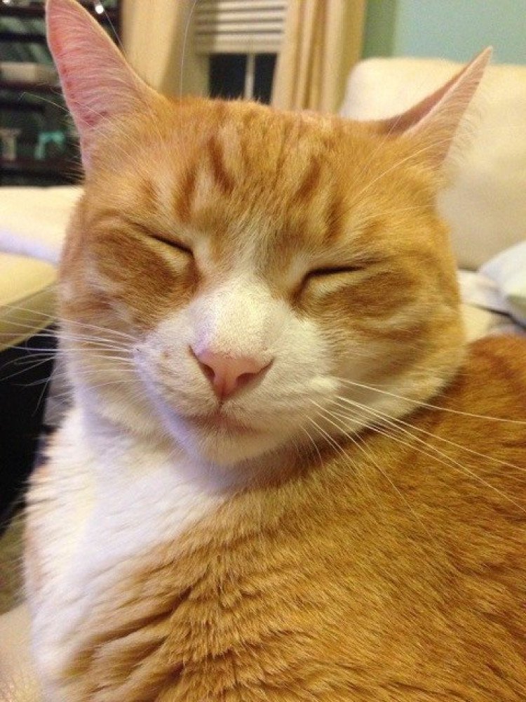 Reunited Female Cat (orange and white, Tabby cat)