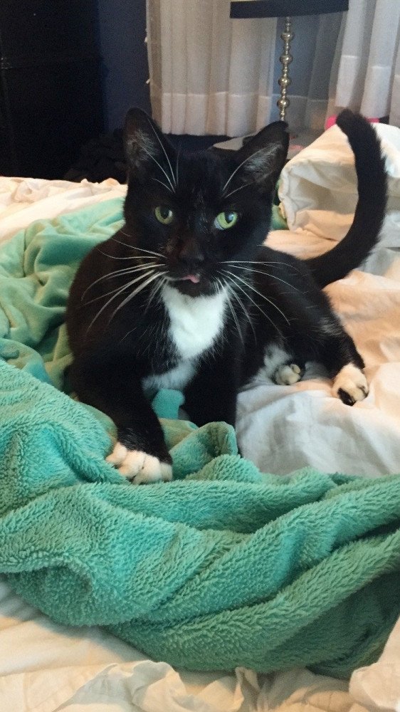 Reunited Male Cat (Black / White, Tuxedo cat)