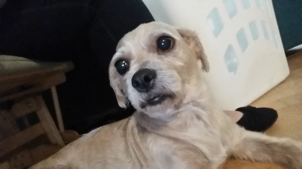 Reunited Male Dog (white, shihztu/lahso)