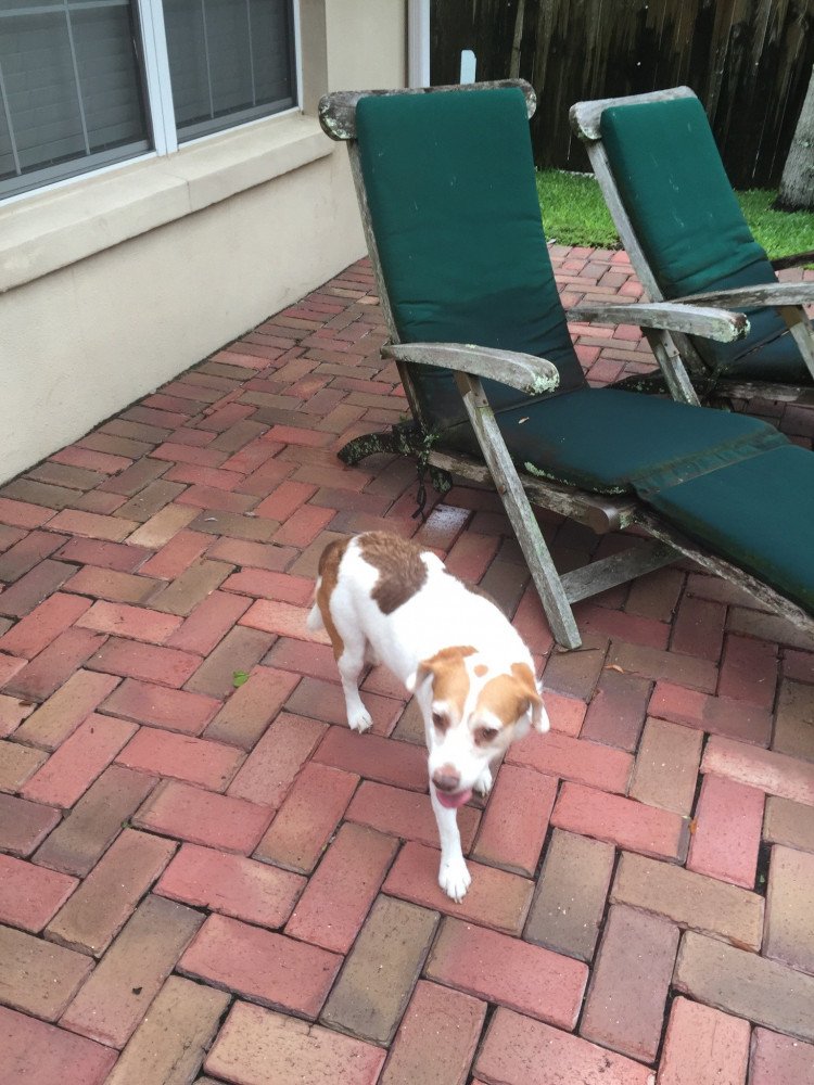 Reunited Female Dog (White and brown, Beagle)