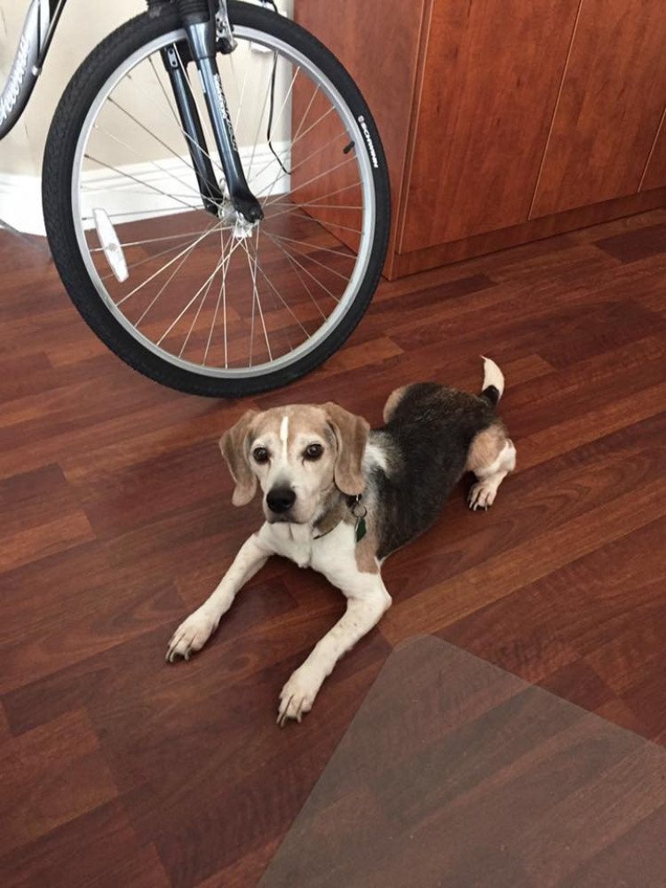 Reunited Male Dog (White/black/tan, Beagle/Hound)