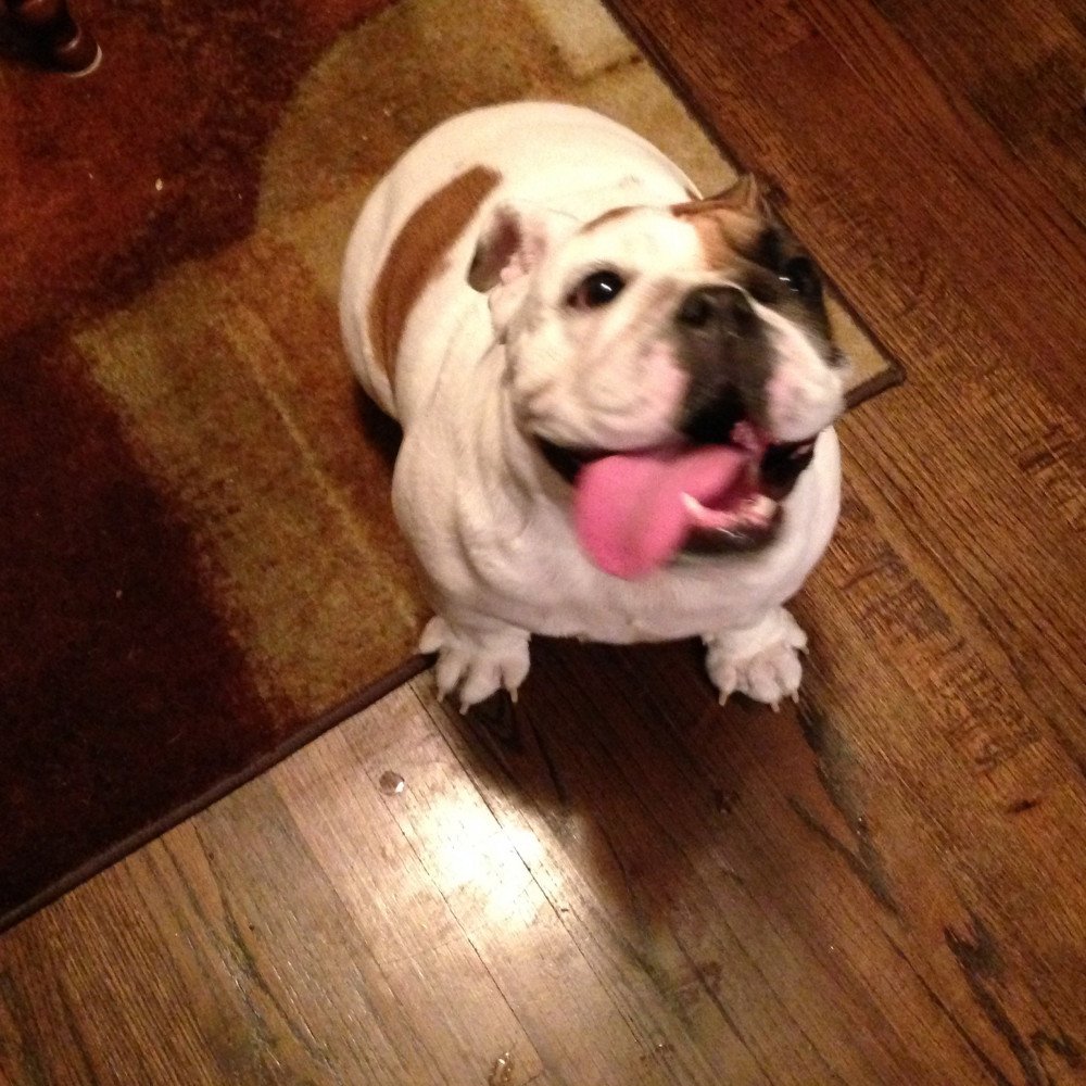Reunited Female Dog (White and tan, English Bulldog)