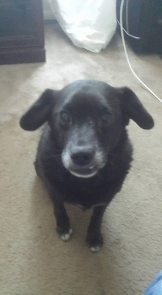 Reunited Male Dog (Black , Lab)