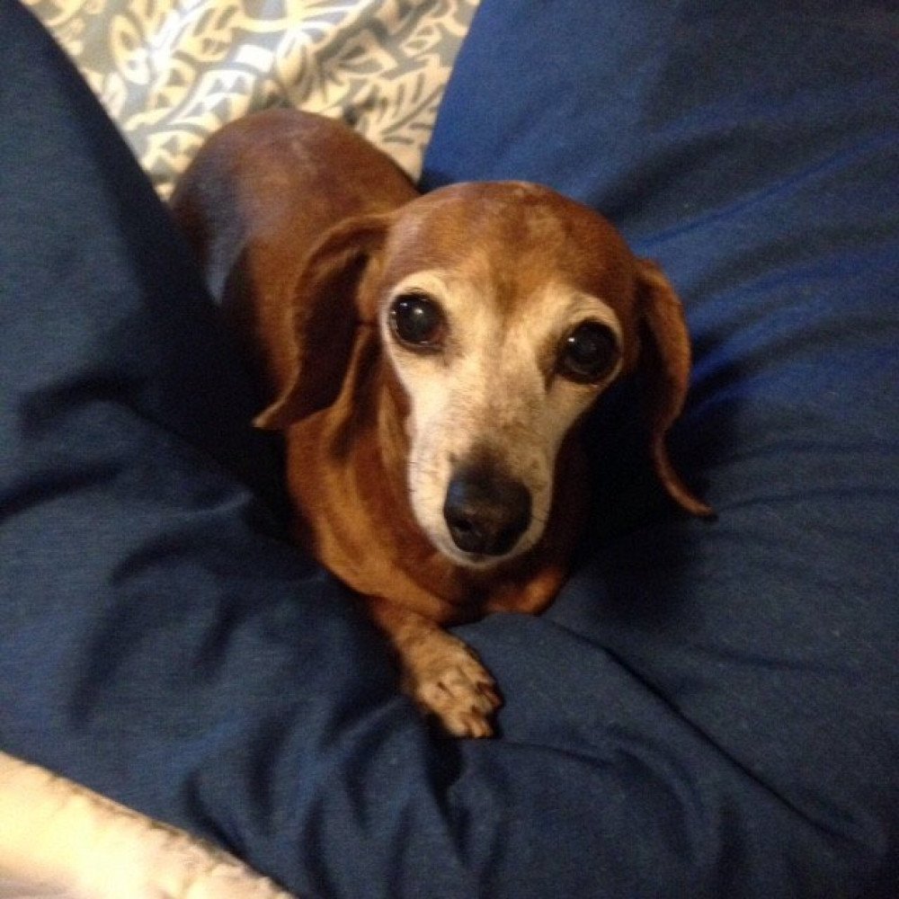 Reunited Male Dog (tan with white muzzle, Miniature Dachshund)