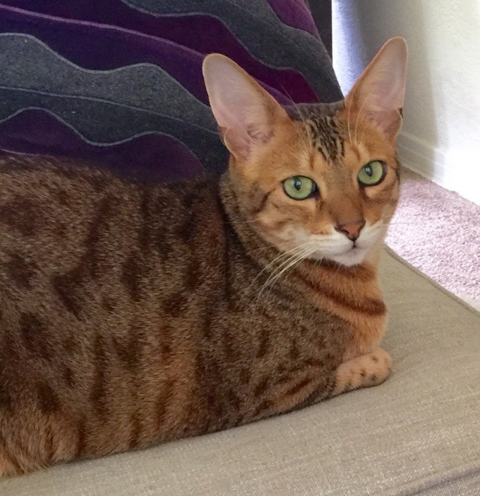 Reunited Female Cat (Brown with tan markings, Savannah)
