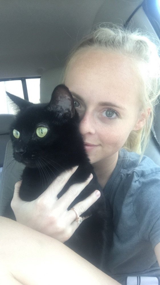 Reunited Female Cat (Black, NA)