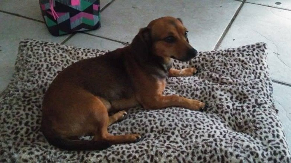Reunited Male Dog (Brown, Dachshund- Chihuahua)