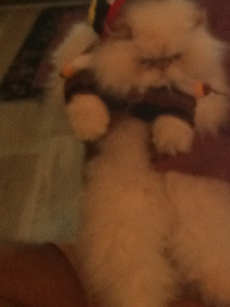 Reunited Male Cat (Beige-Orange, Persian)