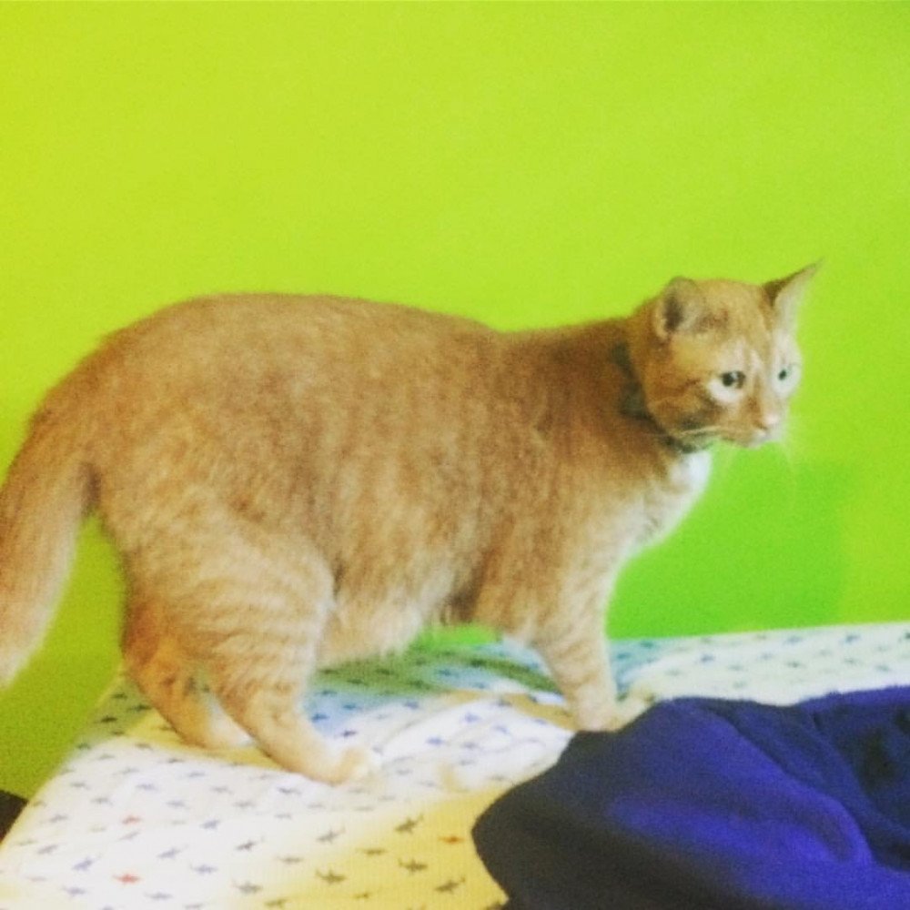Reunited Male Cat (Orange, Orange)