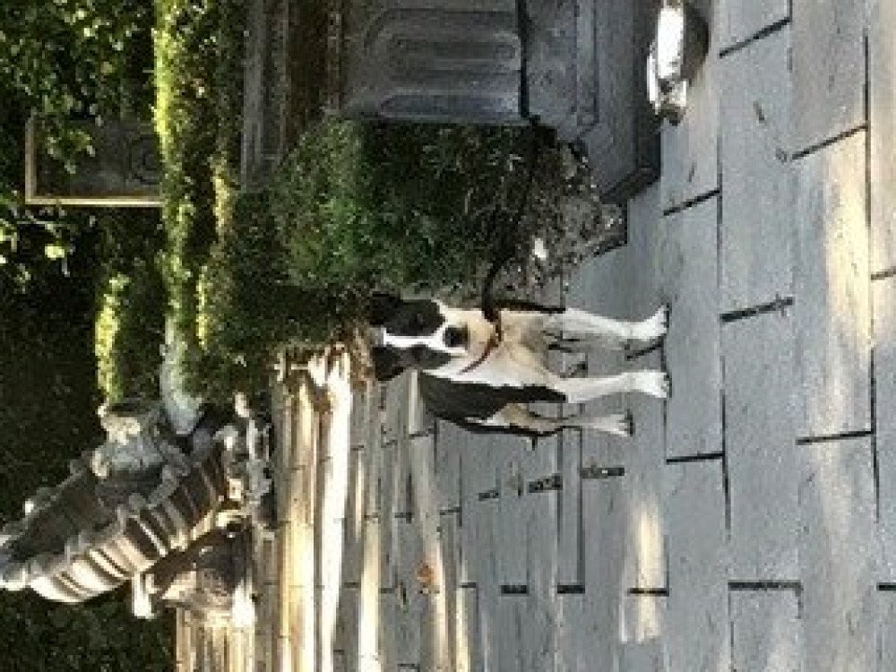 Reunited Female Dog (Black and White, Pit Bull Mix)