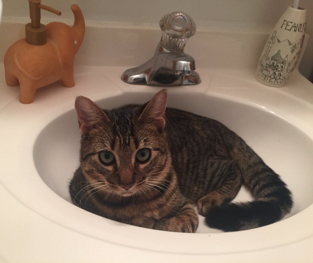 Reunited Male Cat (Brown Tabby, Shorthair)