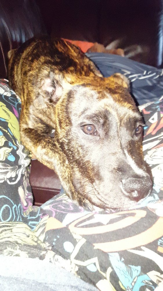 Reunited Male Dog (Brindle, Boxer/Pit)