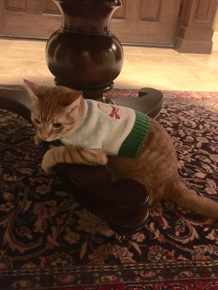 Reunited Male Cat (orange, orange tabby)