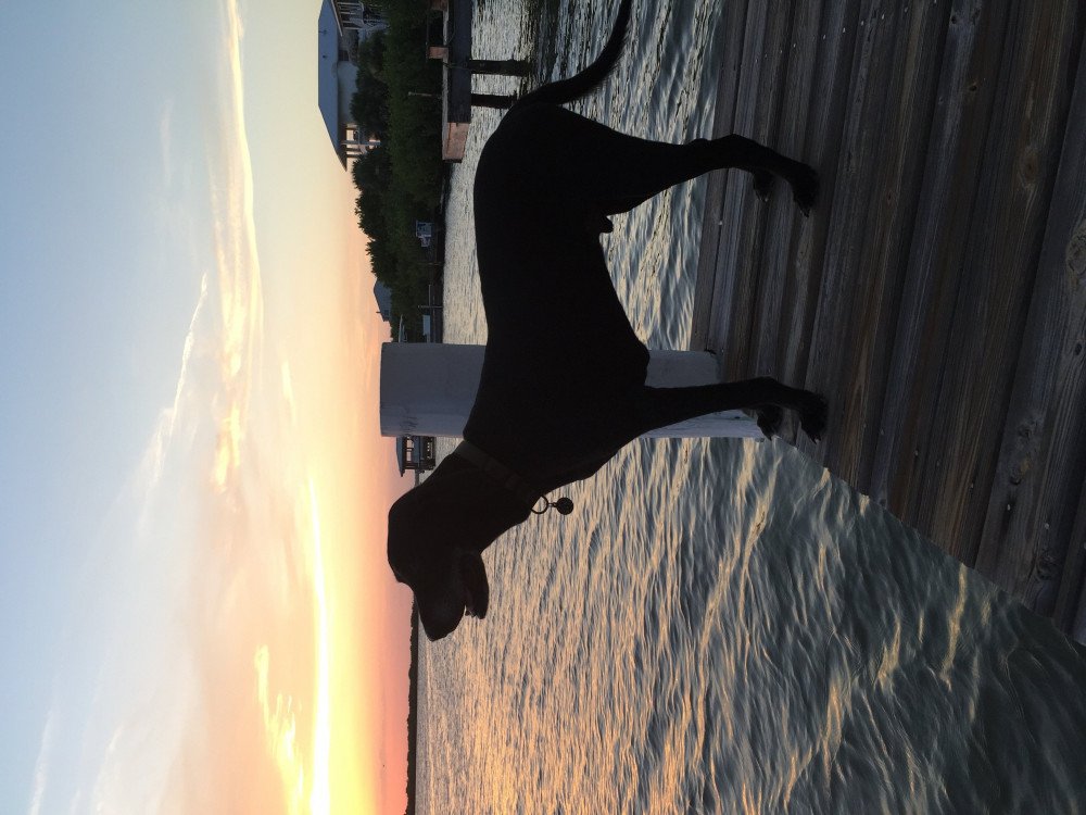 Reunited Male Dog (Black, Lab mix)