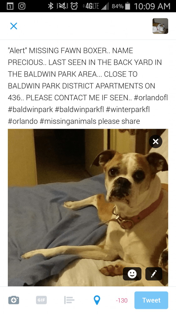 Reunited Female Dog (FAWN, BOXER)