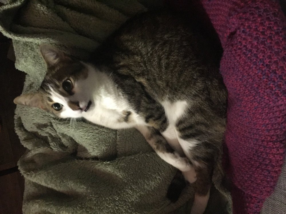 Reunited Male Cat (White/ Brown, Tabby)