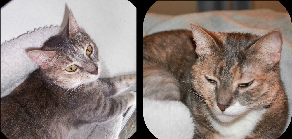 Reunited Female Cat (Multicolored - Grey, Brown, Cream, White, Domestic Short Hair)