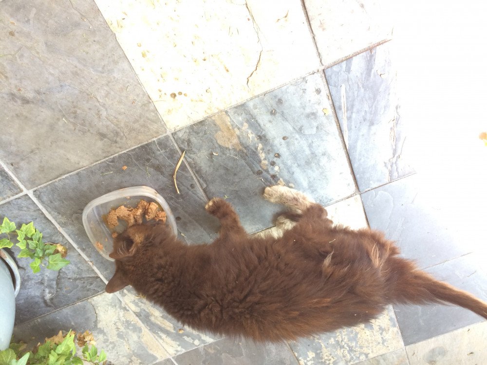 Reunited Male Cat (Black with white back feet, Long Hair )