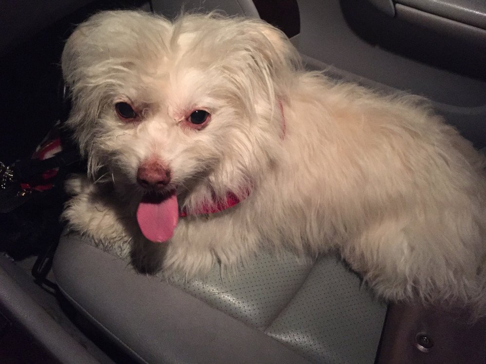 Reunited Male Dog (white , Maltese mix )