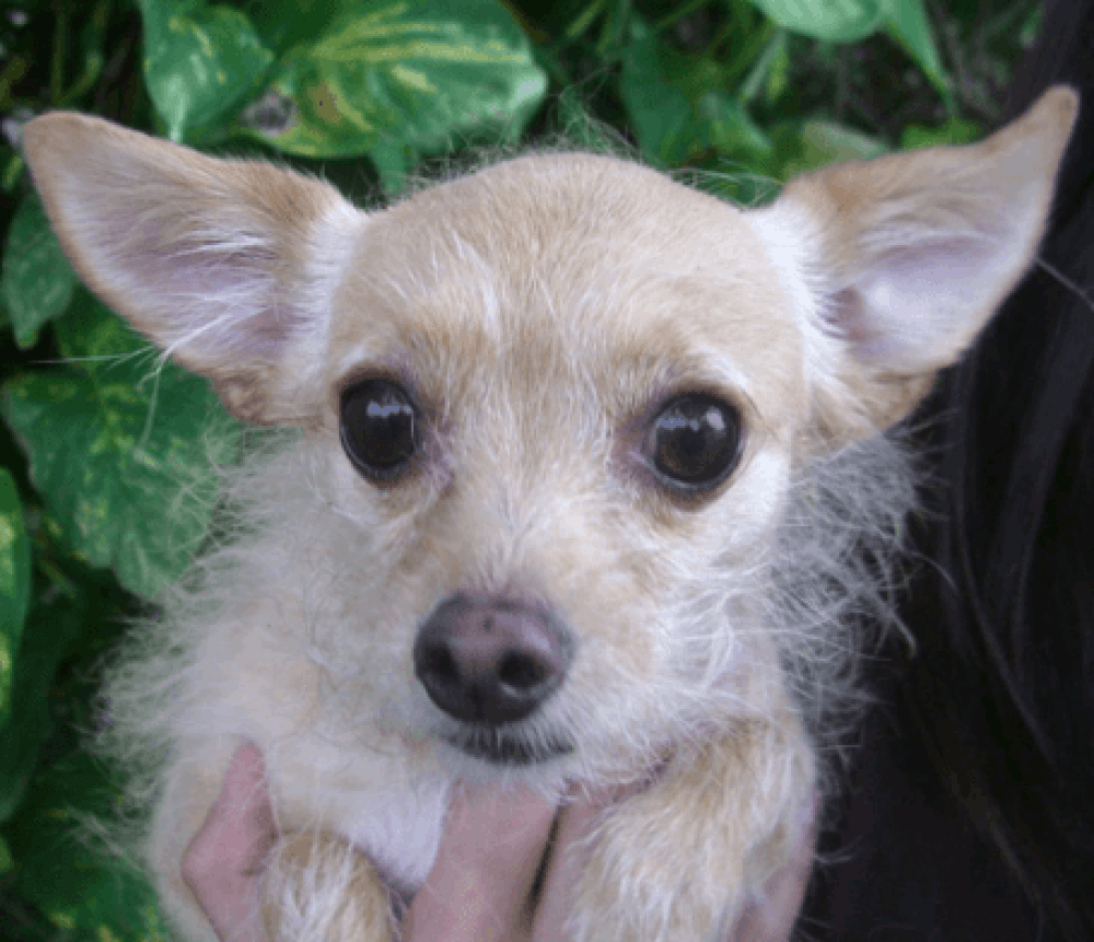 Reunited Female Dog (Blonde, Chihuahua mix)