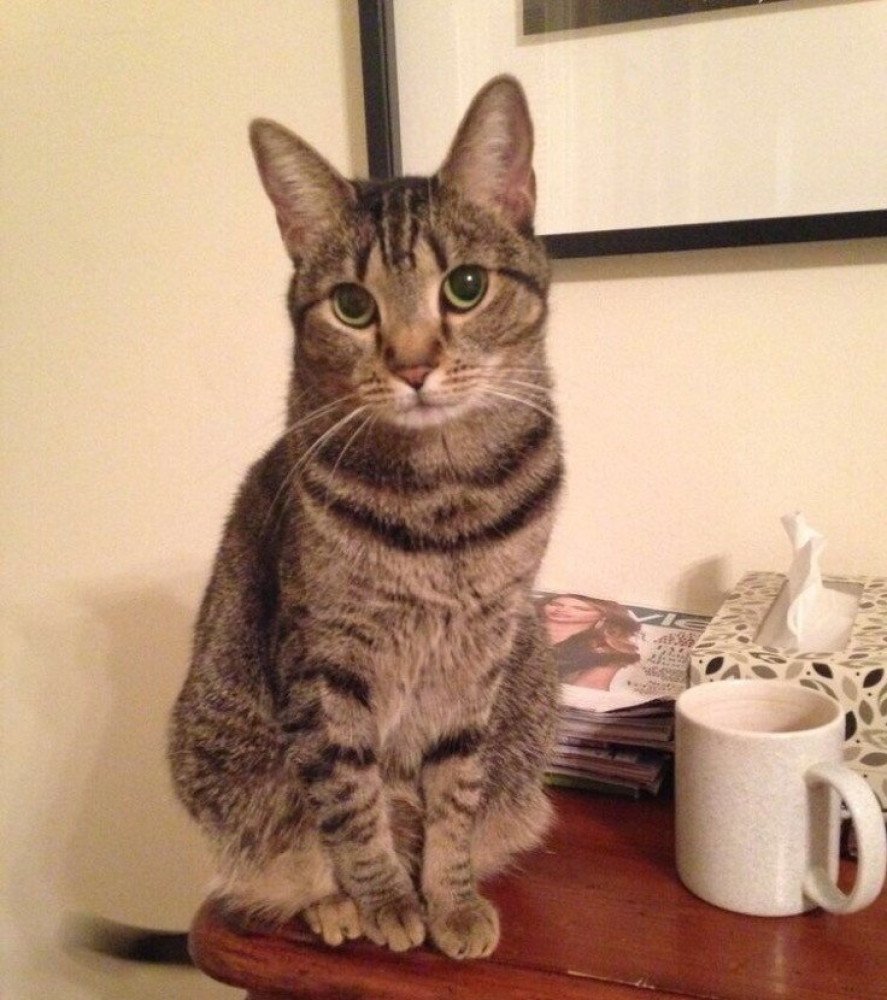Reunited Female Cat (Brown and black, Tabby)