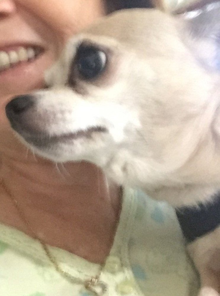 Reunited Female Dog (Tan, Chihuahua )