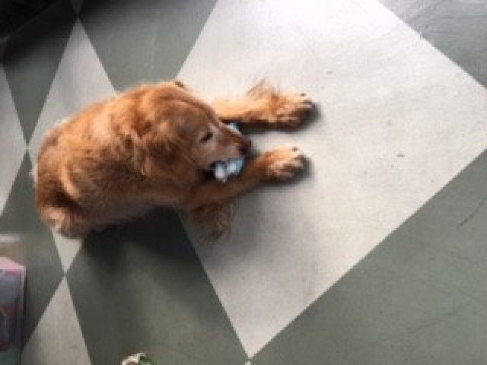 Reunited Male Dog (Golden/Brown, Golden Retriever)