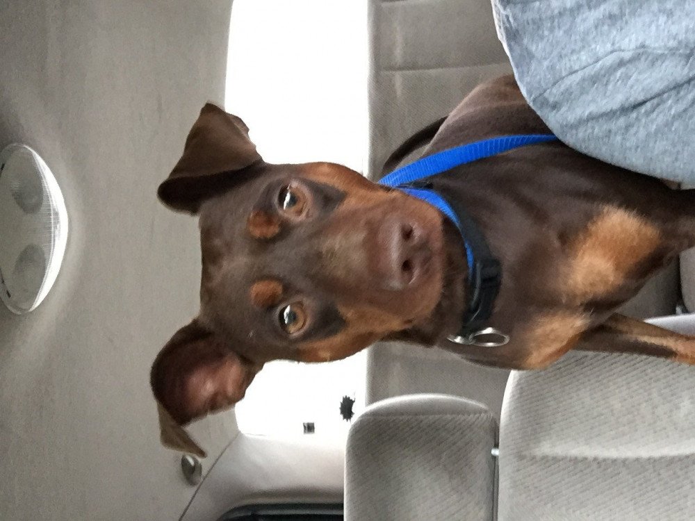 Reunited Male Dog (Brown/red, Mix)