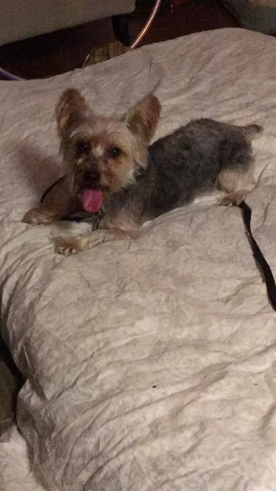 Reunited Male Dog (Brown/Black, Yorkie)